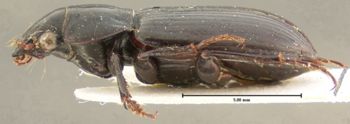 Media type: image;   Entomology 25667 Aspect: habitus lateral view